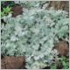 Artemisia 'Silver Brocade'